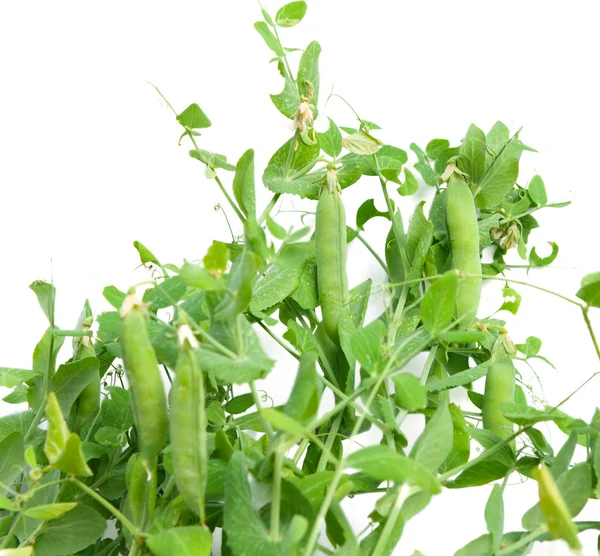 Filtros de ervilhas verdes — Fotografia de Stock