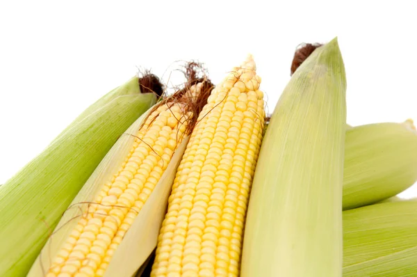 Maize — Stock Photo, Image