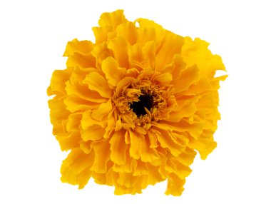 Yellow marigold flower clipart