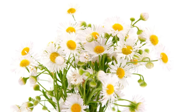 데이지 필드의 꽃다발 — 스톡 사진