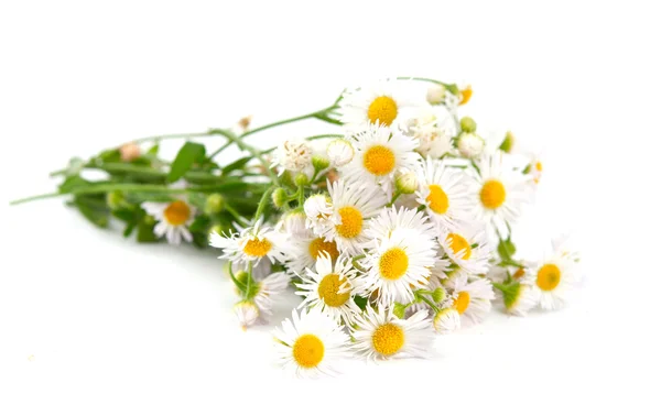 데이지 필드의 꽃다발 — 스톡 사진