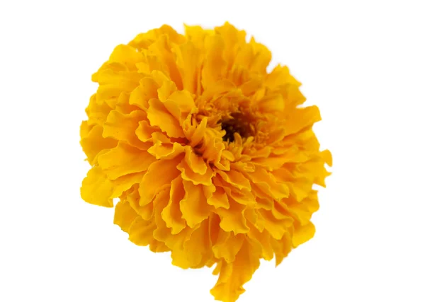 Yellow marigold flower — Stock Photo, Image
