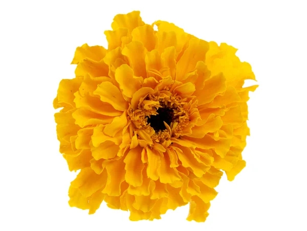 Fleur de souci jaune — Photo