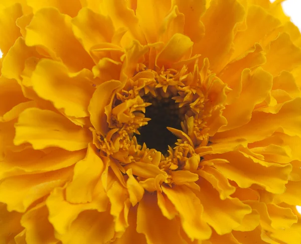 Sarı kadife çiçeği çiçek — Stok fotoğraf