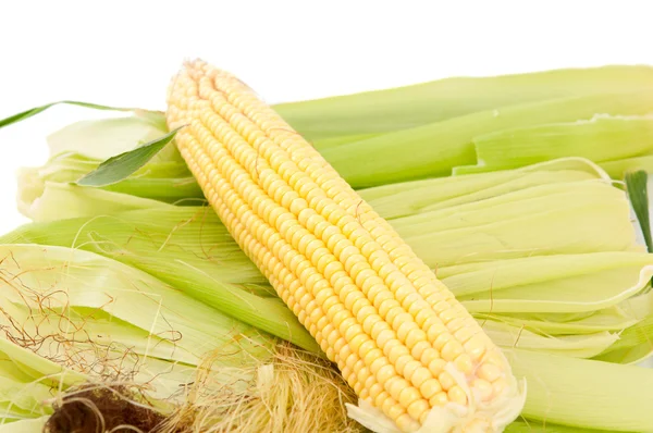 Ear of corn — Stock Photo, Image