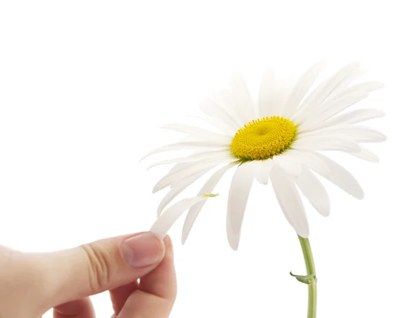 stock image Chamomile