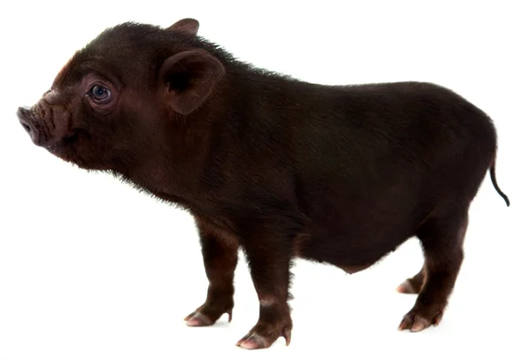 黑猪 — 图库照片