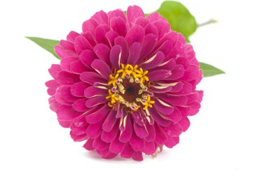 Zinnia flower clipart