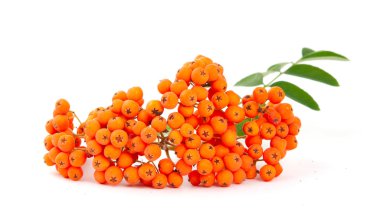 Rowanberry