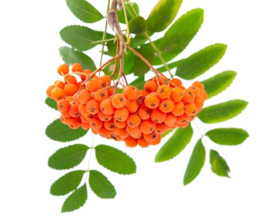 Rowanberry