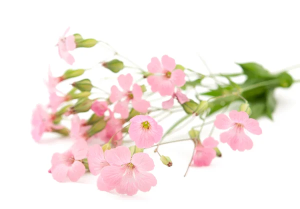 stock image Delicate pink flowers