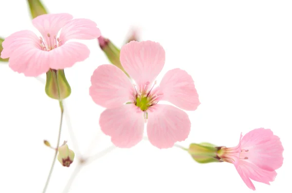 stock image Delicate pink flowers