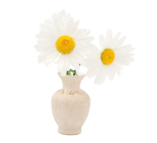 Daisy in a vase — Stock Photo, Image