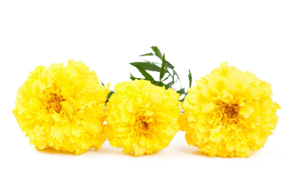 Flor amarilla caléndula aislada — Foto de Stock