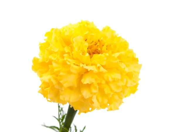 Izole sarı kadife çiçeği çiçek — Stok fotoğraf