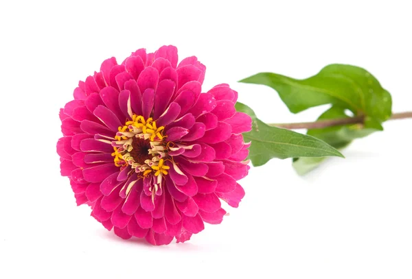 stock image Zinnia flower