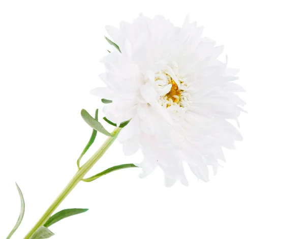 Aster květ — Stock fotografie