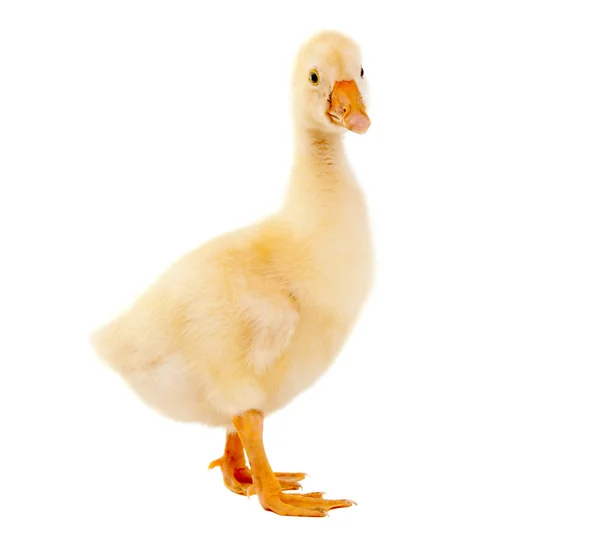 A young goose — Stock Photo, Image