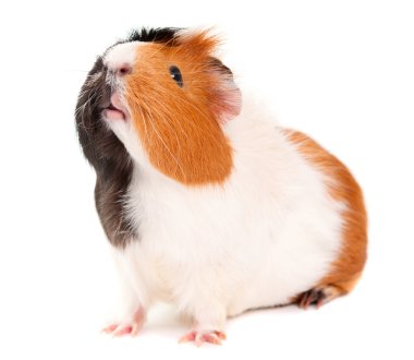 Guinea pig clipart