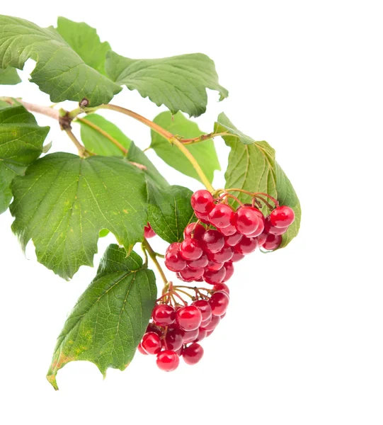 Viburnum berries — Stock Photo, Image