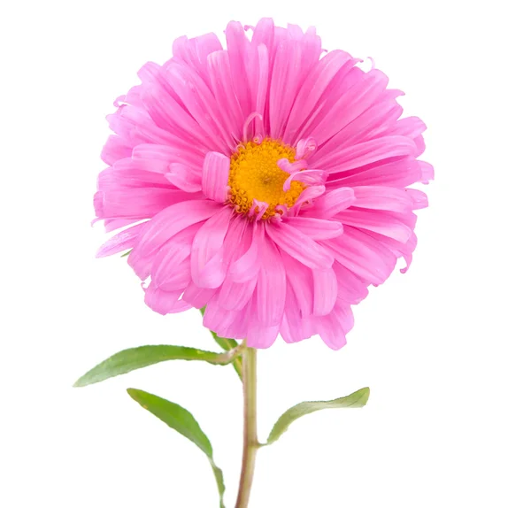 Różowy aster — Zdjęcie stockowe