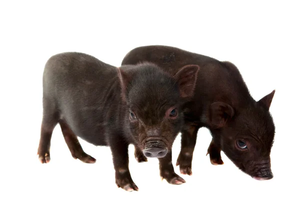 Porco negro — Fotografia de Stock