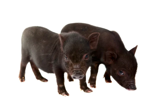 Stock image Black pig