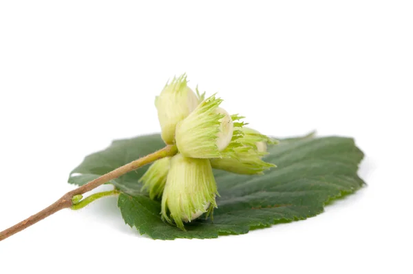 緑のハシバミ ナット — ストック写真