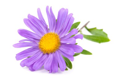 Aster