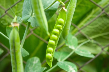 Peas growing clipart