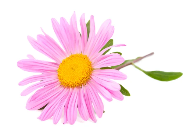 분홍색과 꽃 — 스톡 사진