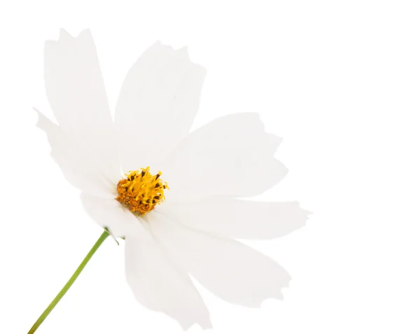 Kwiat letni — Zdjęcie stockowe