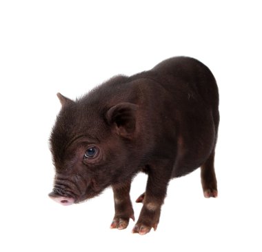 Black pig clipart