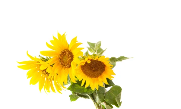 Квітка соняшника — стокове фото