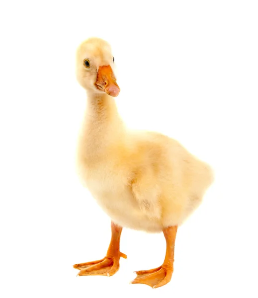 A young goose — Stock Photo, Image
