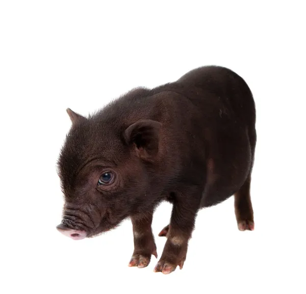 Zwarte varken — Stockfoto