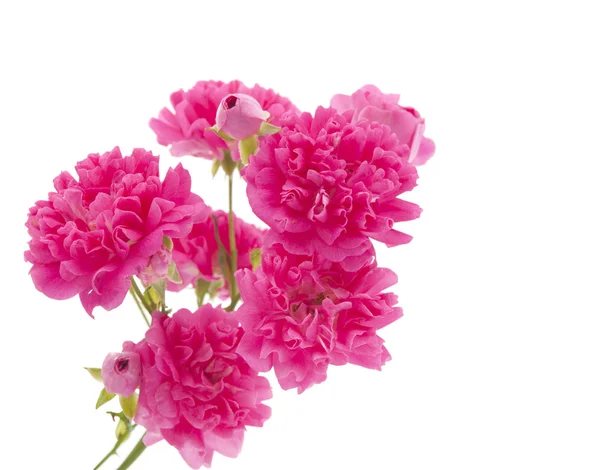 Розовая кудрявая роза — стоковое фото