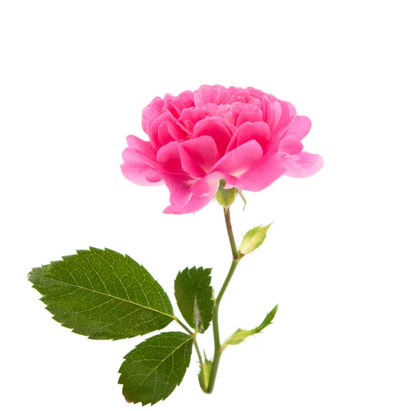 Pink curly rose — Stock Photo, Image