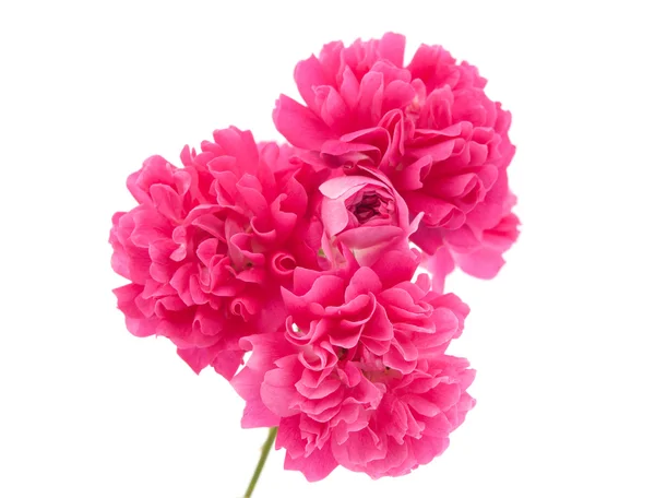 Rosa rosa rizada — Foto de Stock