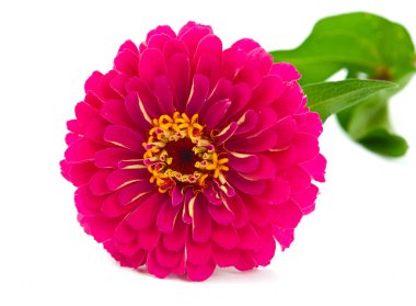 Zinnia flower clipart