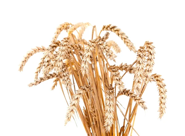 Oreilles de blé — Photo