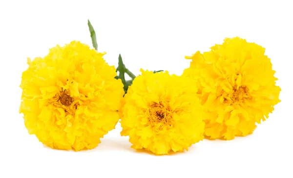 Fiore di calendula giallo — Foto Stock