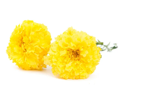 stock image Yellow marigold flower