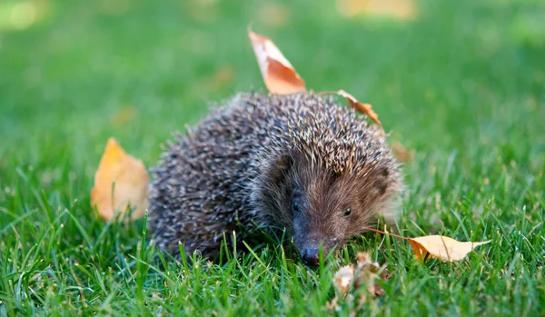 Little hedgehog in the grass — Stock Photo, Image