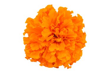 Marigold flower clipart