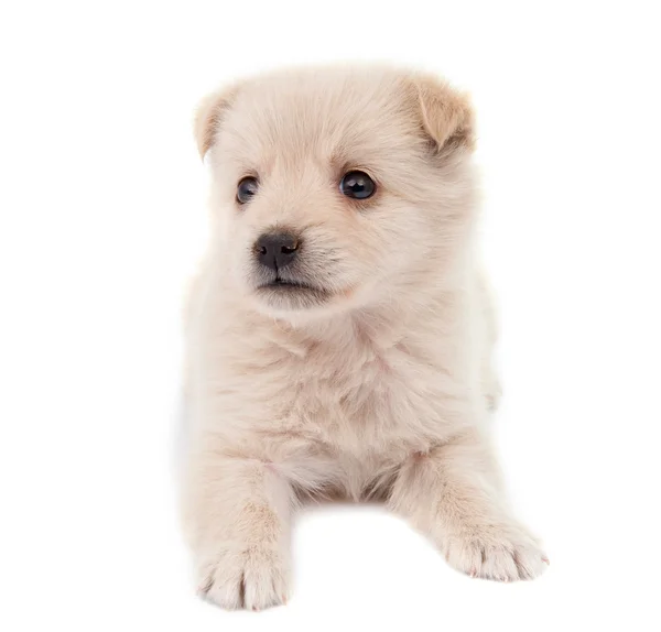 Bej renkli köpek yavrusu — Stok fotoğraf