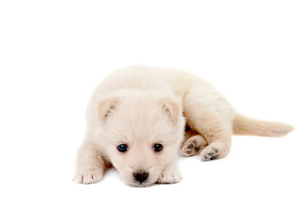 Cucciolo beige — Foto Stock