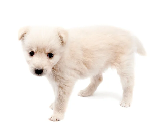 Bej renkli köpek yavrusu — Stok fotoğraf