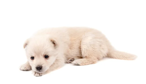 Beige puppy — Stock Photo, Image