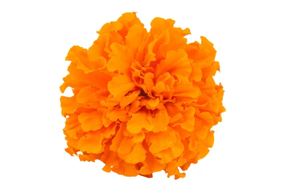 Marigold flor images libres de droit, photos de Marigold flor |  Depositphotos